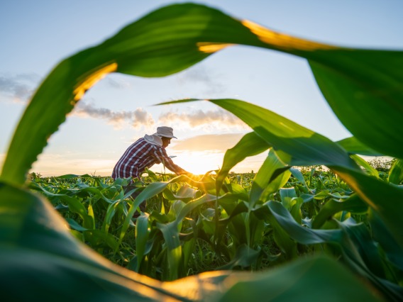 person working in agriculture