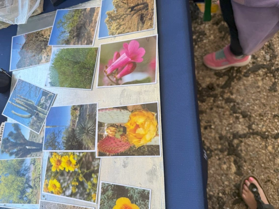 SCORCH/SWEHSC native and invasive plant species image/name matching game. 