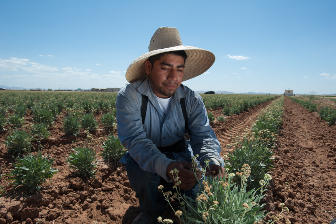 Vincente Santos, research technician in the field at the Maricopa Agricultural Center for University of Arizona College of Agriculture and Life Sciences