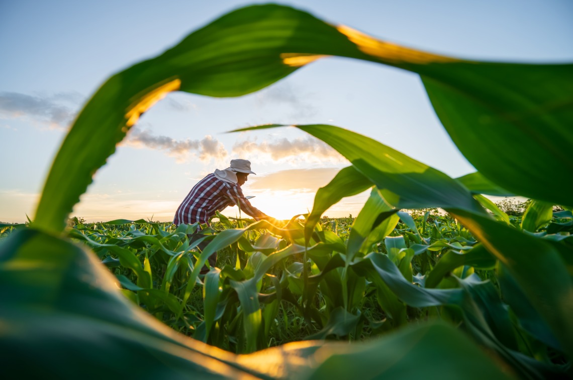 person working in agriculture