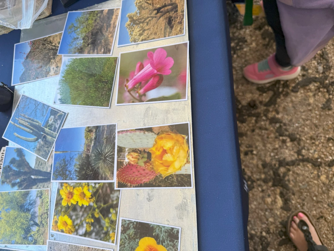 SCORCH/SWEHSC native and invasive plant species image/name matching game. 