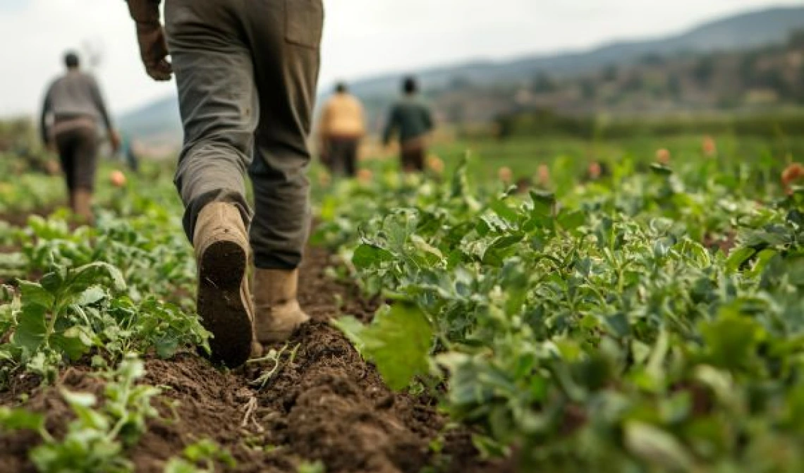 Photo of a farm worker walking through a lettuce field.