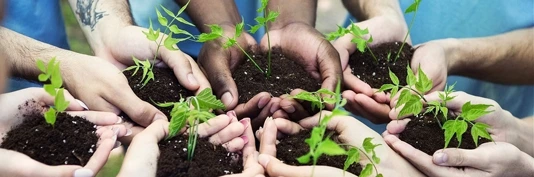 Photograph of 10 hands adjacent to one another cupping soil and green plant sprouts.