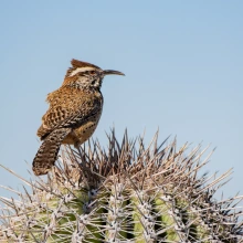 Photo of cactus wren atop a saguaro.
