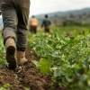 Photo of a farm worker walking through a lettuce field.