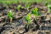 Photo: seedlings pushing up through parched earth.