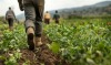 Photo of a farm worker walking through a lettuce field.